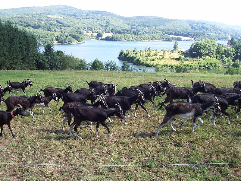 la ferme de cabrials (8).JPG